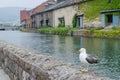 Seagull standing on a rock at otaru canal Royalty Free Stock Photo