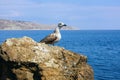 Seagull standing on a rock