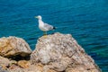 Seagull standing on a rock by the sea. Royalty Free Stock Photo