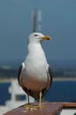 Seagull standing on roof coping by the sea Royalty Free Stock Photo