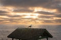 Seagull standing on the roof of a gazebo next to the ocean at sunset