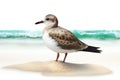 Seagull standing on sand against white background with copy space