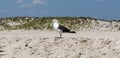 Seagull standing on sand with the dunes in the background