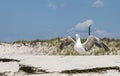 Seagull standing on sand with wings open and dunes in the background