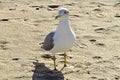 Seagull standing on sandy beach looking at camera Royalty Free Stock Photo