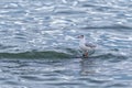 Seagull standing in the sea Royalty Free Stock Photo