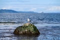 Seagull standing on a seaweed covered rock at low tide, Puget sound and large ship in the background, Golden Gardens Park, Washing Royalty Free Stock Photo