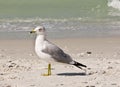 Seagull standing