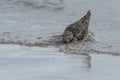 Seagull standing in a shallow body of water searching for food in the sand Royalty Free Stock Photo