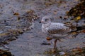 Seagull standing in river water`s waves Royalty Free Stock Photo