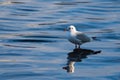 Seagull Standing in Shallow Water at Dawn Royalty Free Stock Photo