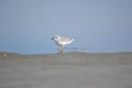 Seagull standing in the shallow water near a sandy beach Royalty Free Stock Photo