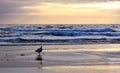 Seagull standing at the shoreline with water in background. Royalty Free Stock Photo