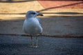A seagull is standing on a sidewalk Royalty Free Stock Photo