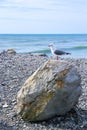 Seagull Standing single-footed on Beach Rock