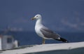 Seagull