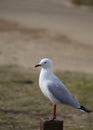 Seagull standing on a small post near the beach.