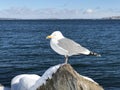 A seagull standing on a snow covered rock Royalty Free Stock Photo