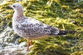 Seagull Standing in Wet Seaweed Royalty Free Stock Photo