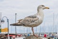 Seagull standing still Royalty Free Stock Photo