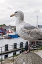 Seagull standing still Royalty Free Stock Photo