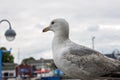 Seagull standing still Royalty Free Stock Photo