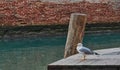A seagull standing still on a quayside among the canals of Venice on a sunny winter day Royalty Free Stock Photo