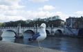 Seagull standing still on the side of river Tiber in Rome Royalty Free Stock Photo