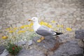 The seagull is standing on a stone. Larus argentatus. Close-up of a seagull standing on a rock near the water Royalty Free Stock Photo