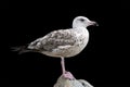 The seagull is standing on a stone. European Herring Gull, Larus argentatus, isolated on black background. Royalty Free Stock Photo