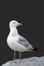 The seagull is standing on a stone. European Herring Gull, Larus argentatus, isolated on black background. Royalty Free Stock Photo