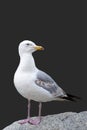 The seagull is standing on a stone. European Herring Gull, Larus argentatus, isolated on black background Royalty Free Stock Photo