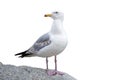 The seagull is standing on a stone. European Herring Gull, Larus argentatus, isolated on white background. Royalty Free Stock Photo