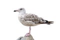 The seagull is standing on a stone. European Herring Gull, Larus argentatus, isolated on white background. Royalty Free Stock Photo