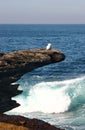 Seagull standing and sunbathing on overhang rock on shore in Clovelly, Sydney, Australia Royalty Free Stock Photo