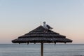 Seagull standing on the thatched roof of a beach umbrella in Paradise Cove, Malibu, California Royalty Free Stock Photo