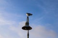 A seagull standing on top of a curved light post with blue sky and clouds at Surfers Point at Seaside Park Royalty Free Stock Photo