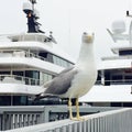 Seagull standing on the top of railing in Barcelona harbor Royalty Free Stock Photo