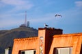 A seagull standing on top of a red beachfront home surrounded by another seagull in flight and a mountain range with a radio tower Royalty Free Stock Photo