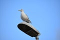 Seagull standing on top of street lamp lantern blue sky background Royalty Free Stock Photo