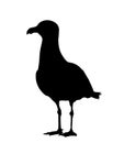 Seagull standing vector silhouette illustration isolated on white background. Royalty Free Stock Photo