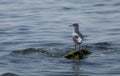 Seagull standing on vibrant green mossy rocks by the sea Royalty Free Stock Photo