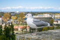 Seagull standing on a wall ready to fly Royalty Free Stock Photo