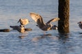 Seagull standing in the water with its wings widely spread