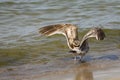 The seagull is standing in water Royalty Free Stock Photo