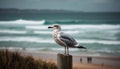 Seagull standing on wet sand, looking out generated by AI