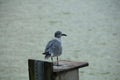 Seagull standing on a wooden box Royalty Free Stock Photo