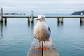 a seagull standing on a wooden pier