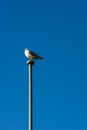 Seagull standing on a wooden pole with blue sky Royalty Free Stock Photo