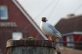 Seagull standing on a wooden pole Royalty Free Stock Photo